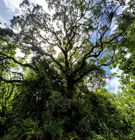 Alani Kayak Raiatea (13)